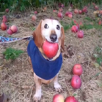 dog with apple in mouth 's logo