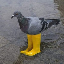 Pigeon In Yellow Boots 's logo