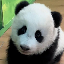 GUANGZHOU ZOO NEW BABY PANDA 's logo