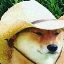 What in Tarnation? 's logo