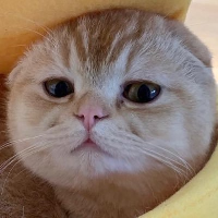 TAOCat by Virtuals & Masa 's logo