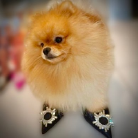 TeddyOnHeels 's logo