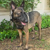 Broccoli (Bounce Finance) 's logo