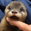 Degen the Otter 's logo