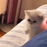 ONE PUNCH CAT 's logo