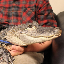Emotional Support Alligator 's logo